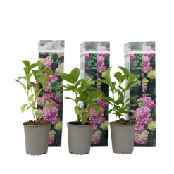 Hortensia - Set van 3 - Hydrangea 'Early Pink' - Hoogte 25-40cm - ⌀9cm