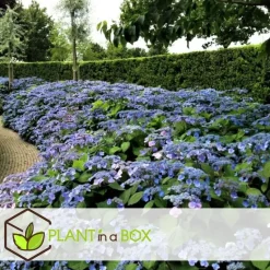 Hortensia - Set van 2 - Hydrangea serrata 'Summerglow' - Hoogte 25-40cm - ⌀19cm