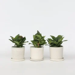 Hortensia - Set van 3 - Hydrangea 'Benxi' - Hoogte 25-40cm - ⌀9cm