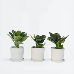 Hortensia - Set van 6 - Hydrangea 'Red Bull' - Hoogte 25-40cm - ⌀9cm