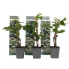 Hortensia - Set van 3 - Hydrangea anomale petiolaris - Hoogte 25-40cm - ⌀9cm