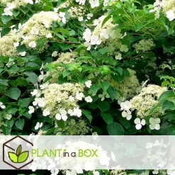 Hortensia - Set van 3 - Hydrangea anomale petiolaris - Hoogte 25-40cm - ⌀9cm