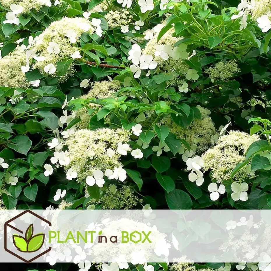 Hortensia - Set van 3 - Hydrangea anomale petiolaris - Hoogte 25-40cm - ⌀9cm