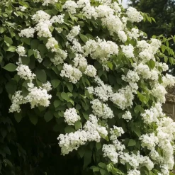 Hortensia - Set van 3 - Hydrangea anomale petiolaris - Hoogte 25-40cm - ⌀9cm