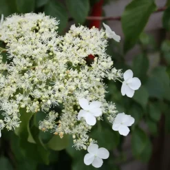 Hortensia - Set van 3 - Hydrangea anomale petiolaris - Hoogte 25-40cm - ⌀9cm