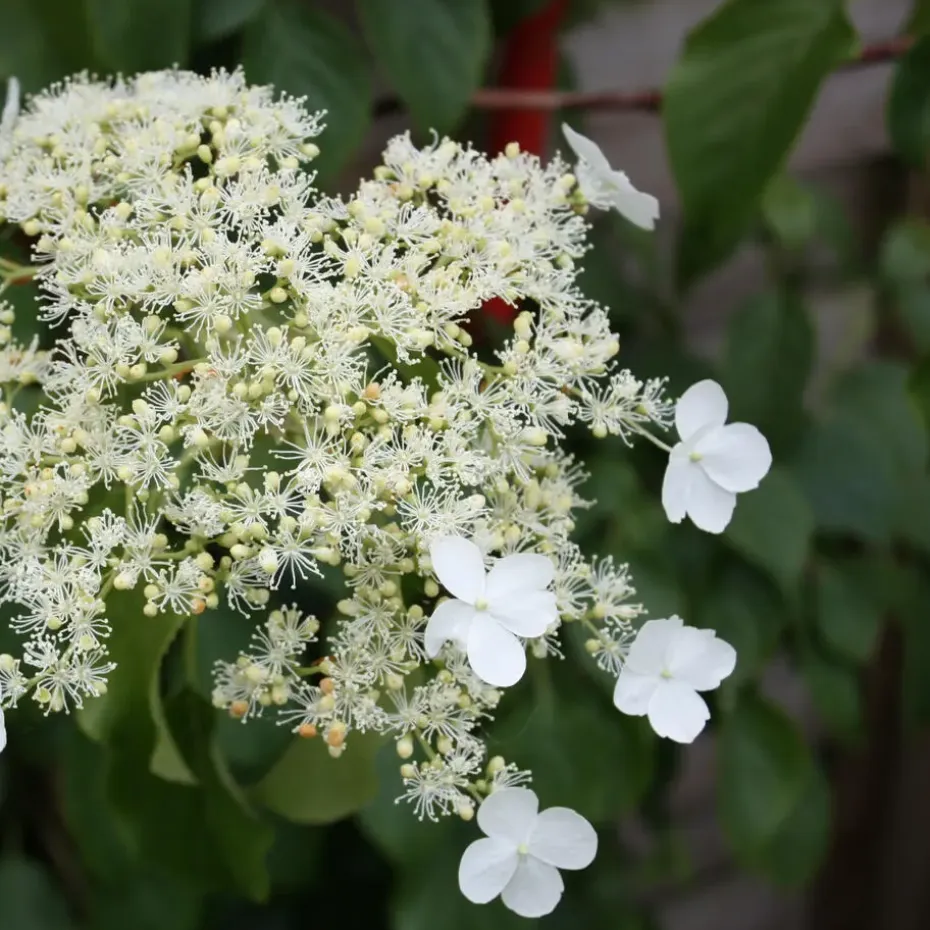 Hortensia - Set van 3 - Hydrangea anomale petiolaris - Hoogte 25-40cm - ⌀9cm