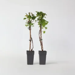 Hortensia - Set van 2 - Hydrangea anomale Petiolaris - Hoogte 60-70cm - ⌀15cm