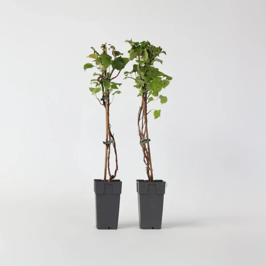 Hortensia - Set van 2 - Hydrangea anomale Petiolaris - Hoogte 60-70cm - ⌀15cm