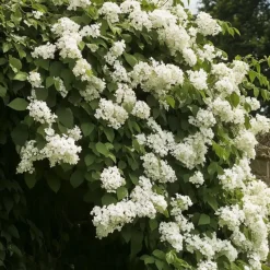 Hortensia - Set van 2 - Hydrangea anomale Petiolaris - Hoogte 60-70cm - ⌀15cm