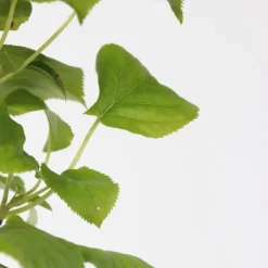 Hortensia - Set van 2 - Hydrangea anomale Petiolaris - Hoogte 60-70cm - ⌀15cm