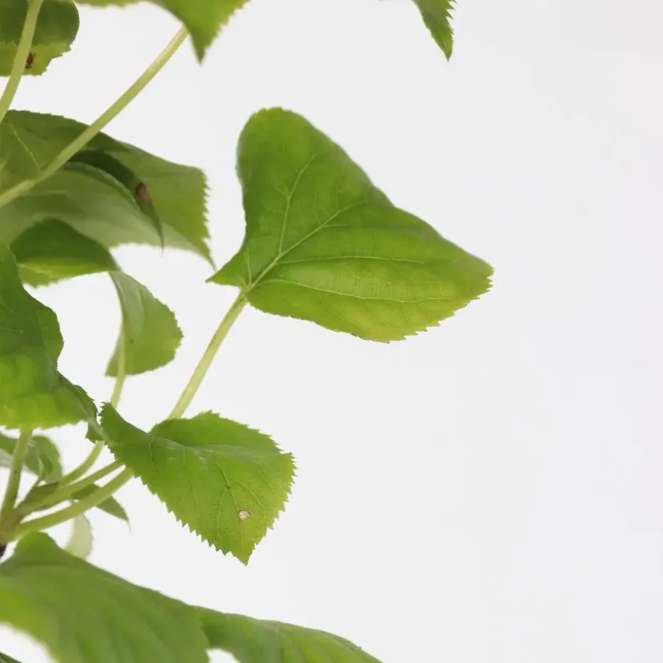 Hortensia - Set van 2 - Hydrangea anomale Petiolaris - Hoogte 60-70cm - ⌀15cm