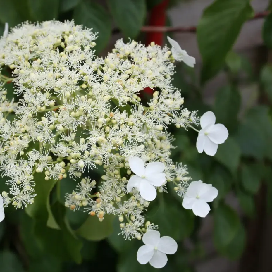 Hortensia - Set van 2 - Hydrangea anomale Petiolaris - Hoogte 60-70cm - ⌀15cm