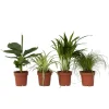 Huisdiervriendelijke planten - Set van 4 - Kamerplanten - Hoogte 25-40cm - ⌀12cm