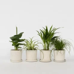 Huisdiervriendelijke planten - Set van 4 - Kamerplanten - Hoogte 25-40cm - ⌀12cm