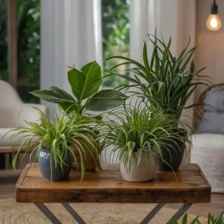 Huisdiervriendelijke planten - Set van 4 - Kamerplanten - Hoogte 25-40cm - ⌀12cm