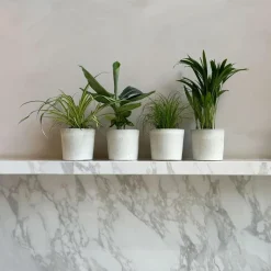 Huisdiervriendelijke planten - Set van 4 - Kamerplanten - Hoogte 25-40cm - ⌀12cm