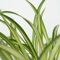 Huisdiervriendelijke planten - Set van 4 - Kamerplanten - Hoogte 25-40cm - ⌀12cm