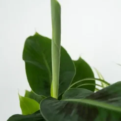 Huisdiervriendelijke planten - Set van 4 - Kamerplanten - Hoogte 25-40cm - ⌀12cm