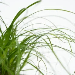 Huisdiervriendelijke planten - Set van 4 - Kamerplanten - Hoogte 25-40cm - ⌀12cm