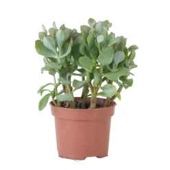Jadeplant - Crassula arborescens 'Curly' - Hoogte 15-25 cm - Pot 12 c