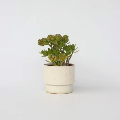 Jadeplant - Crassula ovata 'Minor' - Hoogte 45-50cm - ⌀23cm