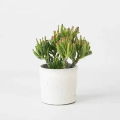 Jadeplant - Crassula ovata 'Hobbit' - Hoogte 10-20cm - ⌀12cm