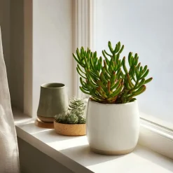 Jadeplant - Crassula ovata 'Hobbit' - Hoogte 10-20cm - ⌀12cm