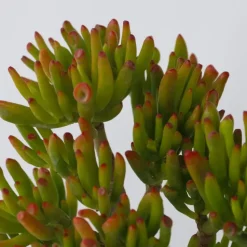Jadeplant - Crassula ovata 'Hobbit' - Hoogte 10-20cm - ⌀12cm