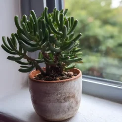 Jadeplant - Crassula ovata 'Hobbit' - Hoogte 10-20cm - ⌀12cm