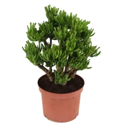 Jadeplant - Crassula ovata 'Hobbit' - Hoogte 45-50cm - ⌀23cm