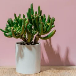 Jadeplant - Crassula ovata 'Hobbit' - Hoogte 45-50cm - ⌀23cm