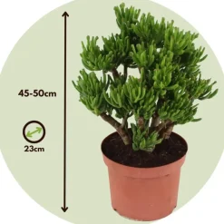 Jadeplant - Crassula ovata 'Hobbit' - Hoogte 45-50cm - ⌀23cm