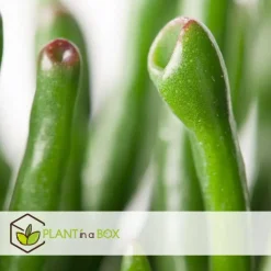 Jadeplant - Crassula ovata 'Hobbit' - Hoogte 45-50cm - ⌀23cm