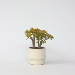 Jadeplant - Crassula ovata 'Sunset' - Hoogte 30-35cm - ⌀17cm