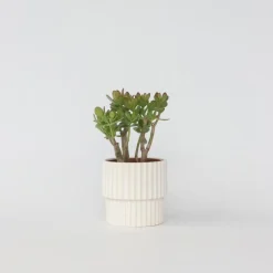 Jadeplant - Crassula ovata 'Minor' - Hoogte 30-35cm - ⌀17cm