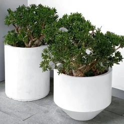 Jadeplant - Crassula ovata 'Minor' - Hoogte 30-35cm - ⌀17cm