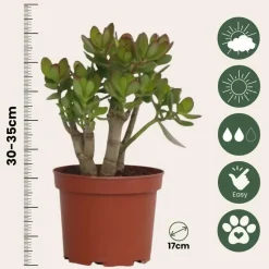 Jadeplant - Crassula ovata 'Minor' - Hoogte 30-35cm - ⌀17cm