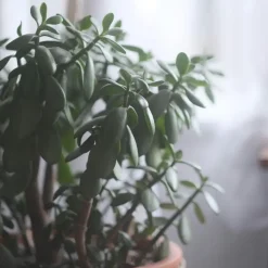 Jadeplant - Crassula ovata 'Minor' - Hoogte 30-35cm - ⌀17cm