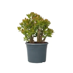 Jadeplant - Crassula ovata 'Sunset' - Hoogte 55-60cm - ⌀30cm