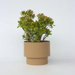 Jadeplant - Crassula ovata 'Sunset' - Hoogte 55-60cm - ⌀30cm