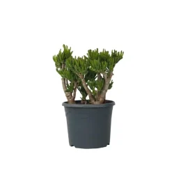 Jadeplant - Crassula ovata 'Hobbit' - Hoogte 55-60cm - ⌀30cm