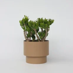 Jadeplant - Crassula ovata 'Hobbit' - Hoogte 55-60cm - ⌀30cm