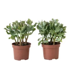 Jadeplant - Set van 2 - Crassula arborescens 'Curly' - Pot 12 cm