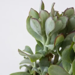 Jadeplant - Set van 2 - Crassula arborescens 'Curly' - Pot 12 cm