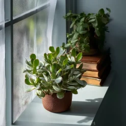 Jadeplant - Set van 2 - Crassula arborescens 'Curly' - Pot 12 cm