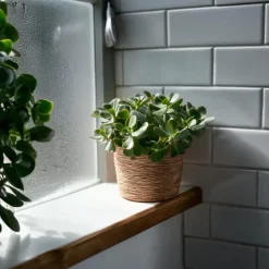 Jadeplant - Set van 2 - Crassula arborescens 'Curly' - Pot 12 cm