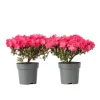 Japanse azalea - Set van 2 - Rhododendron 'Anouk' - Hoogte 25-40cm - ⌀17cm