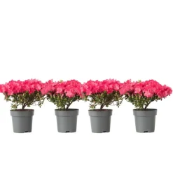 Japanse azalea - Set van 4 - Rhododendron 'Anouk' - Hoogte 25-40cm - ⌀17cm