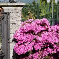 Japanse azalea - Set van 4 - Rhododendron 'Anouk' - Hoogte 25-40cm - ⌀17cm