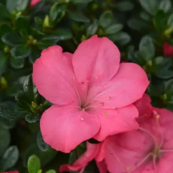 Japanse azalea - Set van 4 - Rhododendron 'Anouk' - Hoogte 25-40cm - ⌀17cm